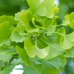 Ginkgo Biloba