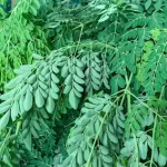 Moringa