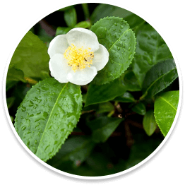 camellia-sinensis