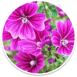 mallow-flower